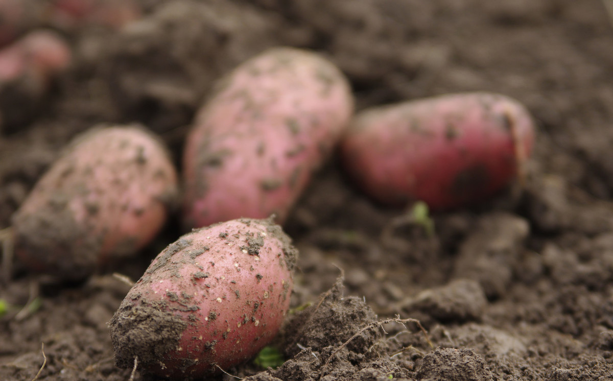 红薯怎样保存时间长,红薯怎么保存放的时间更长