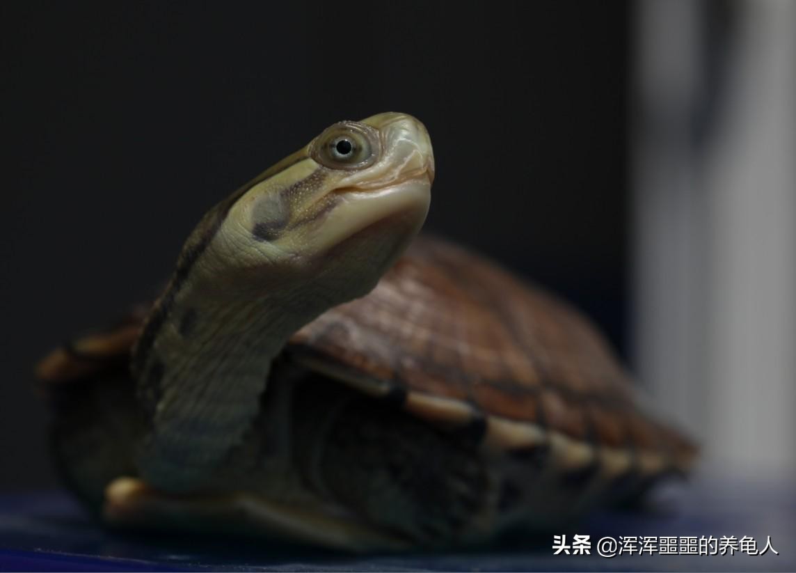 什么是乌龟水霉病？乌龟患水霉病怎么办？