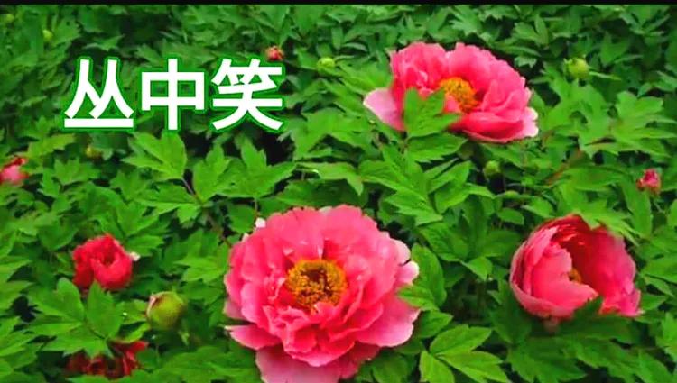 雍容华贵的国之牡丹惊艳了世界,美丽富贵的国花洛阳牡丹