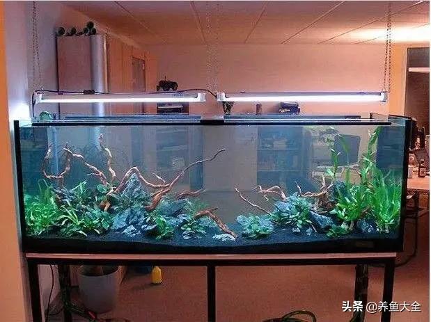 鱼缸用什么杀菌消毒最好,鱼缸杀菌消毒二氧化氯