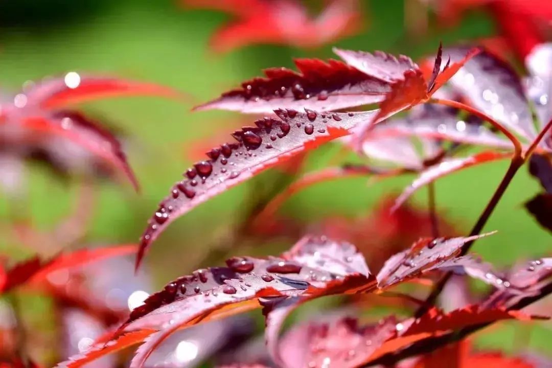 走，去太和！帽峰山下赏红叶、逛农庄、吃烧鸡、住民宿……