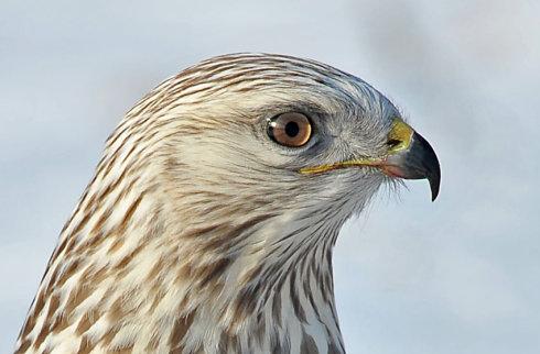 这只鵟“狂”不起来了，河南农民遇到一只饿鵟，喂它猪头肉都不吃