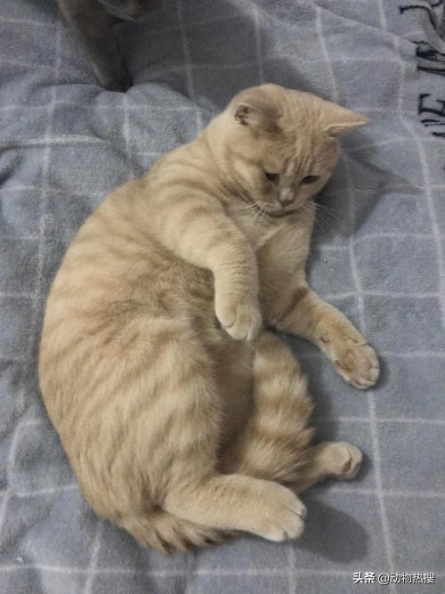 英国短毛猫有哪几种品种,你见过这样的英国短毛猫吗