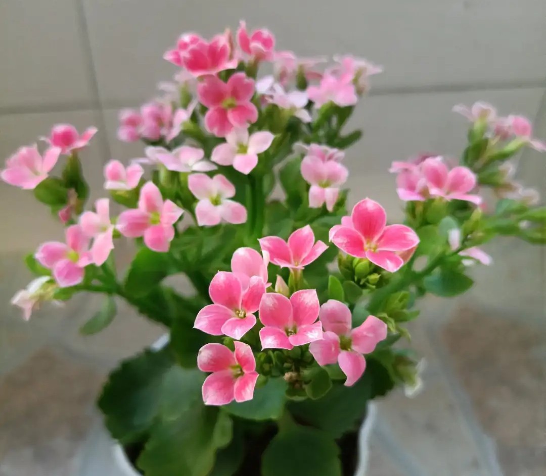 长寿花单瓣品种大全,长寿花100种颜色图片