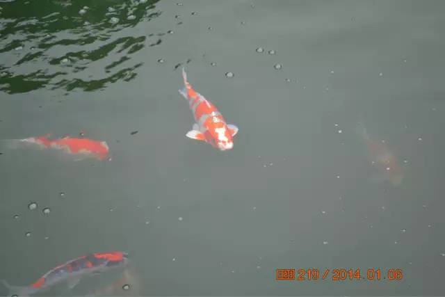 湖南最好的锦鲤养殖基地,湘潭锦鲤养殖