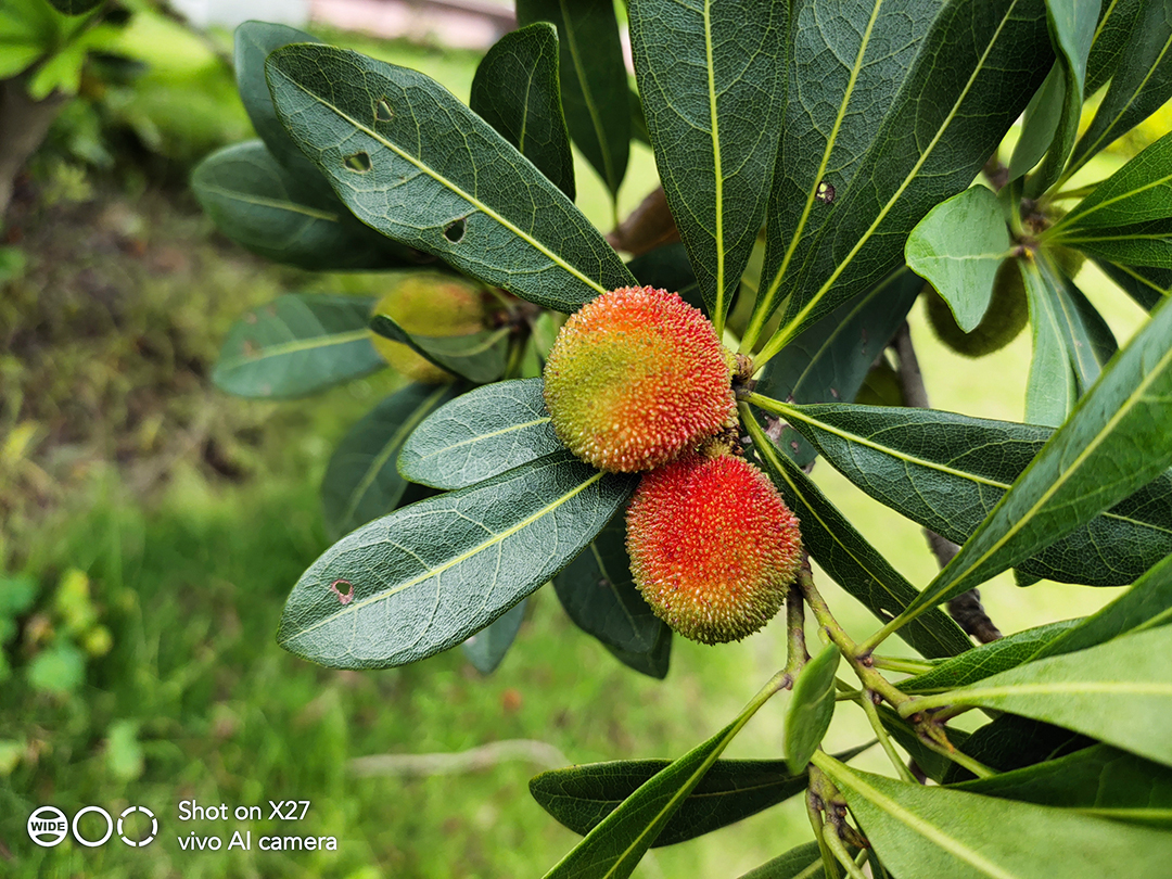 vivox27蓝绿渐变,vivox27测评印象夏日