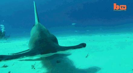 73岁老人被狼追杀,人类被鲨鱼猎杀的惊恐瞬间