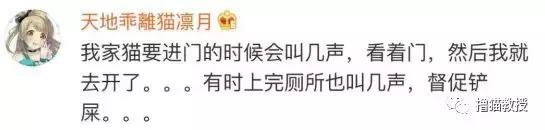 猫咪的怪癖铲屎官你们都知道吗,铲屎官养的猫咪有多厉害