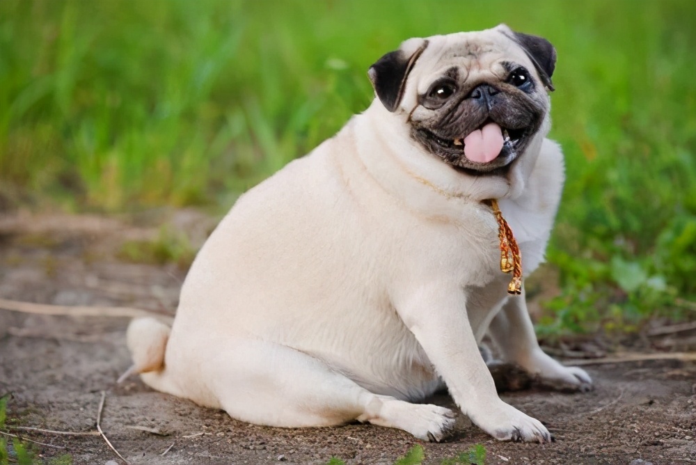 狗狗长不高吃什么钙片好,狗狗长不胖吃什么可以长肉