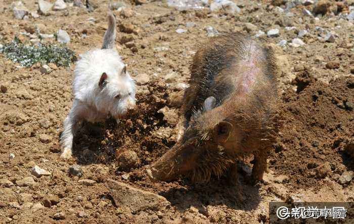 世界上哪几个品种的狗最聪明,最忠诚的狗是什么犬品种