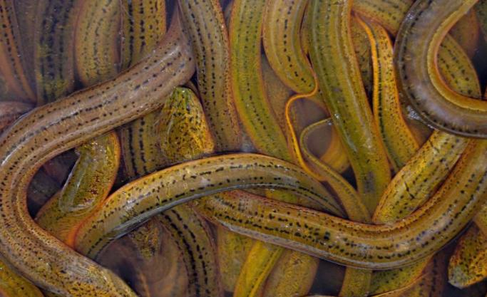 黄鳝疾病防治措施,防治黄鳝疾病用什么药