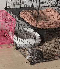 如何让猫咪不怕热,家里没空调猫该怎么办