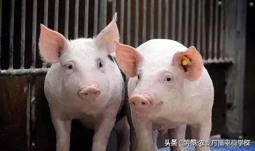 养殖技术猪病治疗,养殖猪病用什么药