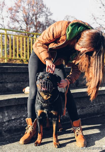 罗威纳护卫犬是哪里的警犬,罗威纳犬适合当警犬军犬