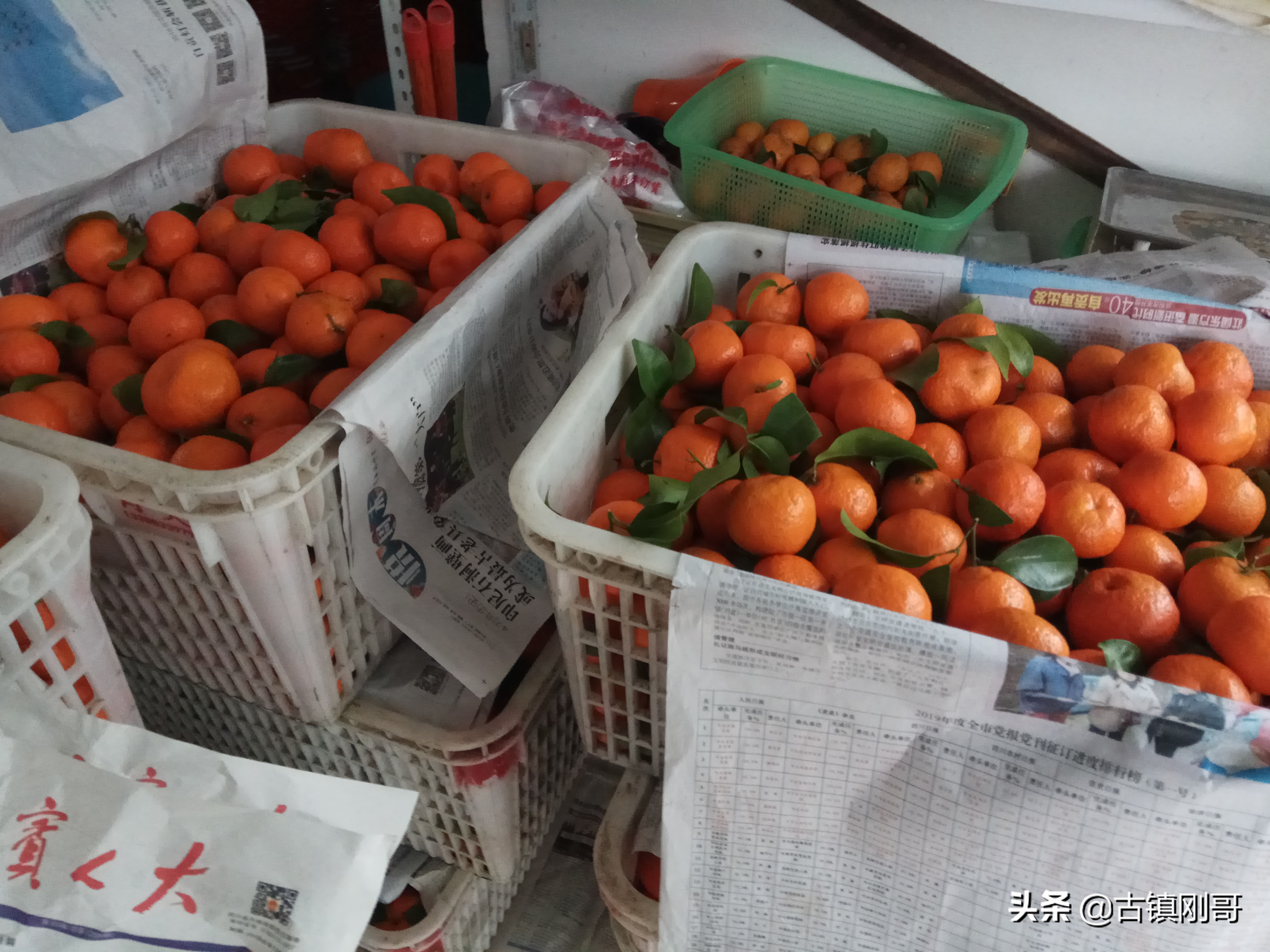 一个农村卖沙糖桔的小伙,农村小伙干销售第一天拿下500