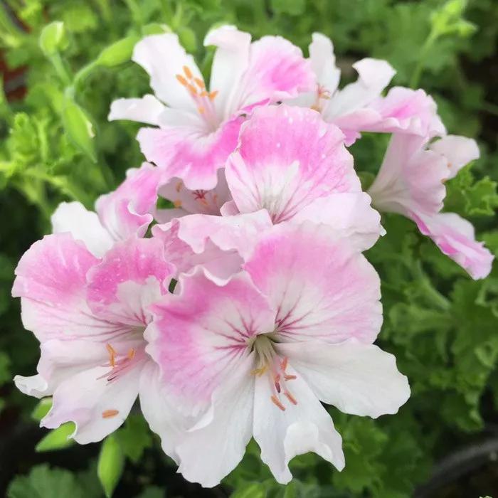 10种天竺葵,天竺葵100种图片大全