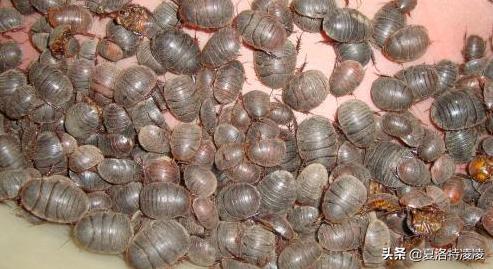 亲爱的老屋拆迁,亲爱的老屋的散文