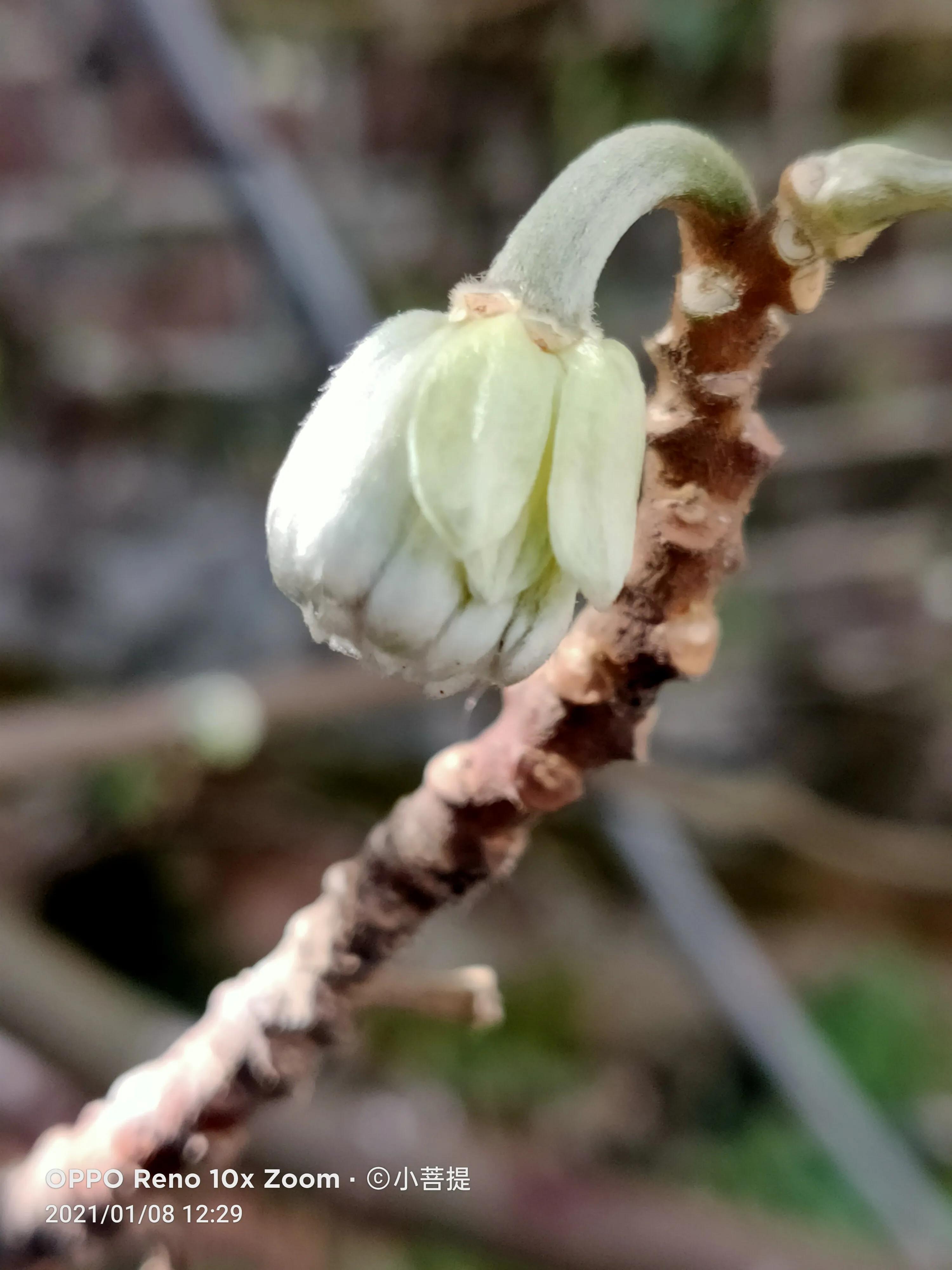 这就是爱情树，若在枝上打两个同向的结，就能得到甜蜜爱情和幸福