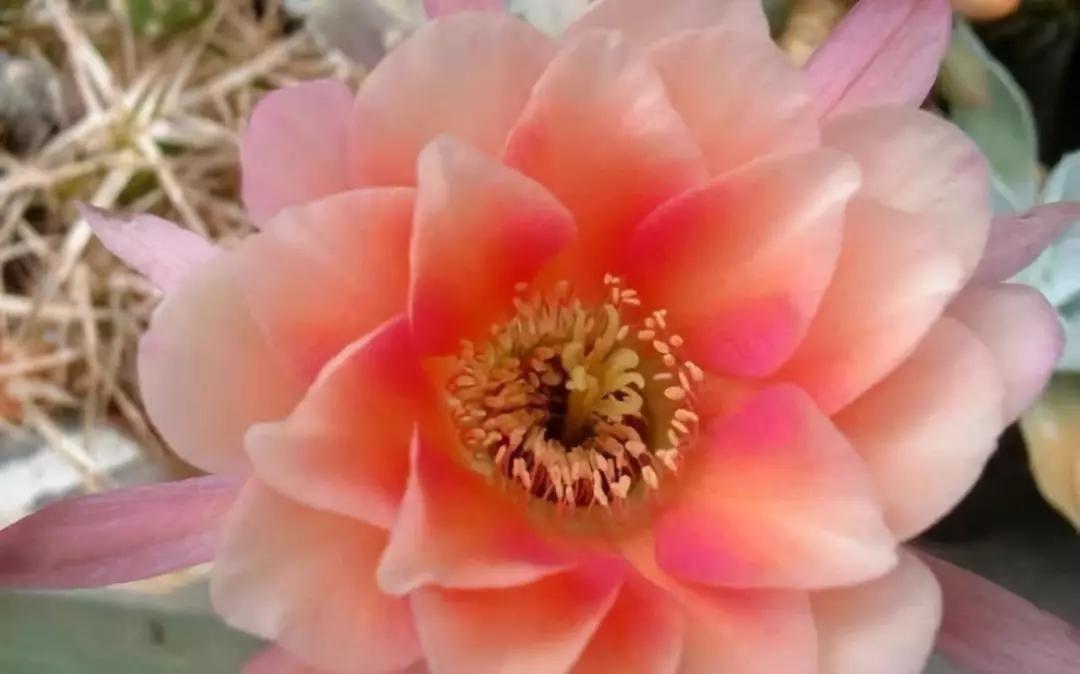 100种仙人球花图片,100种仙人球的品种视频