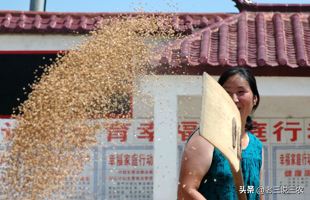 麸皮受潮生虫怎么治疗,麸皮生虫怎么办