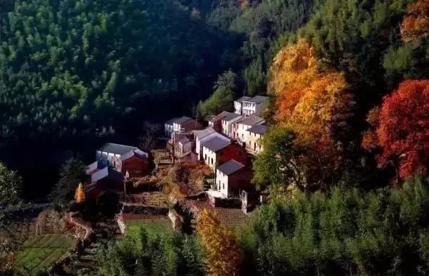 最美银杏秋景自驾攻略,杭州银杏树旅游攻略