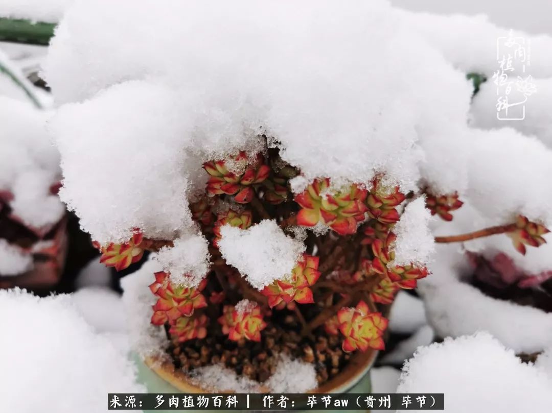 有多少次的会心一笑，全因多肉！那是一种心间流出的甜