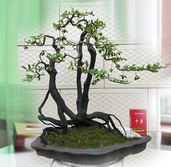 金弹子怎么控制发芽的位置,金弹子不发新芽怎么办