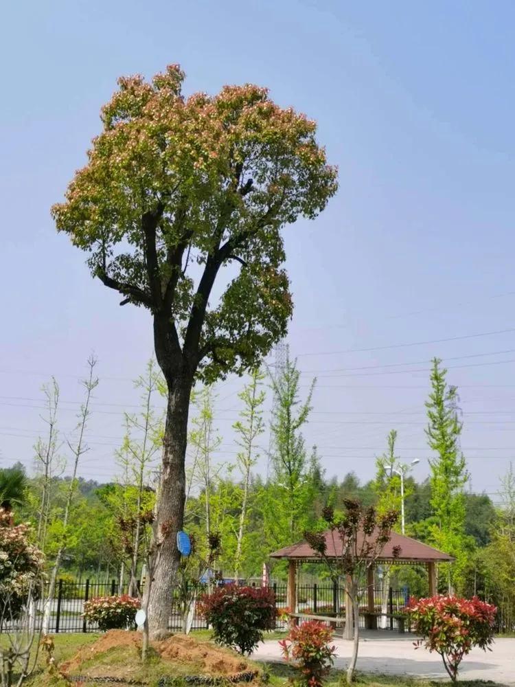 @亲爱的浠水思源学子：疫散花开，等你回来！