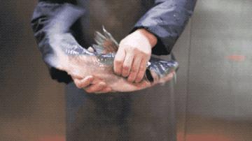 云南蒸汽石锅鱼你吃过吗,云南养生蒸汽石锅鱼