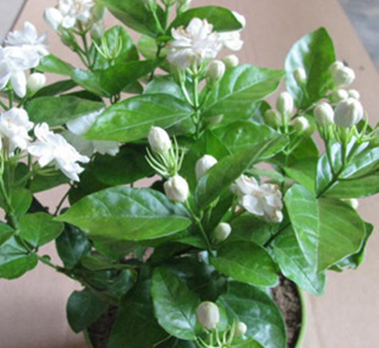 养好茉莉花该怎样选花盆,养好茉莉的技巧与方法