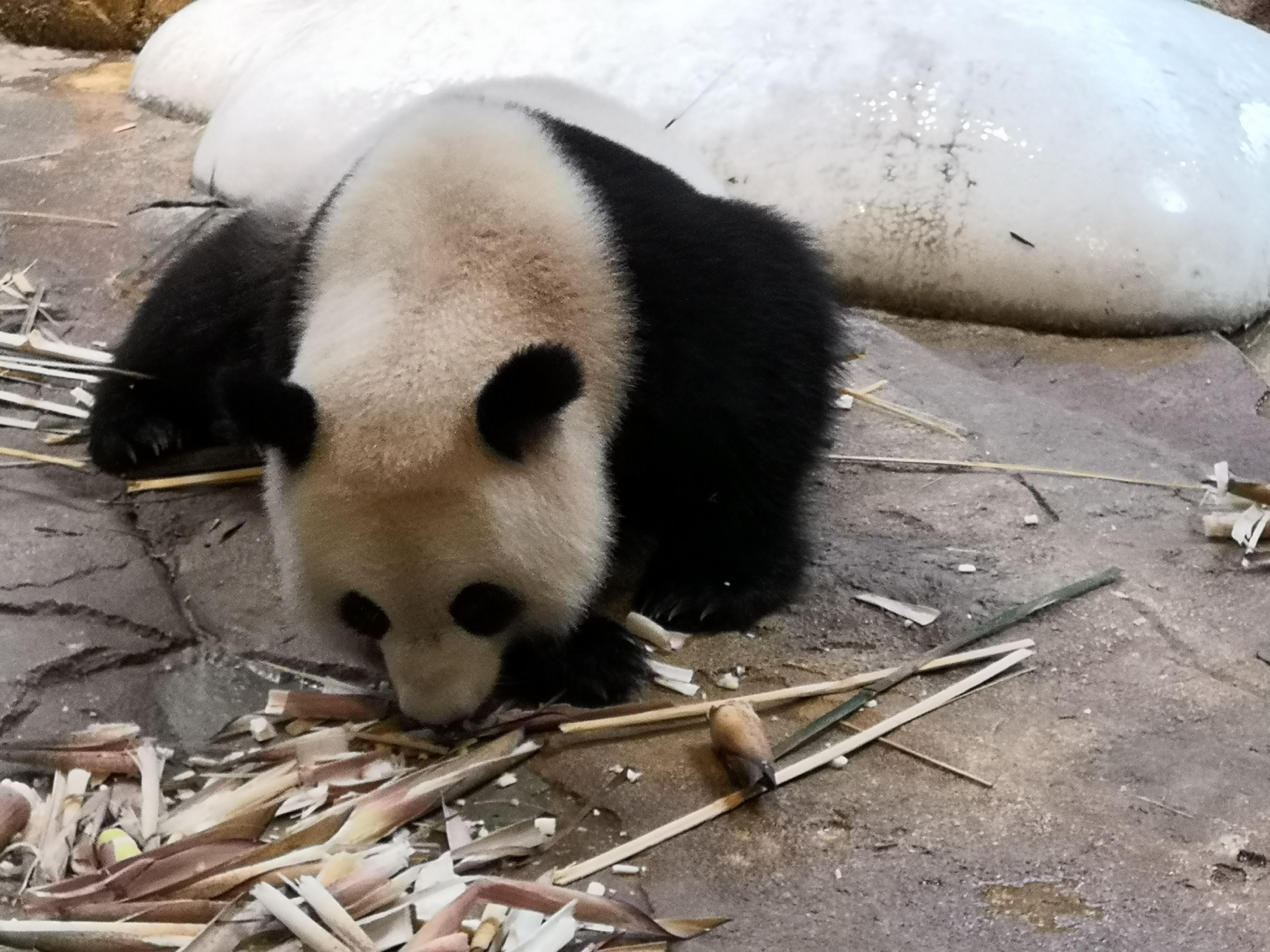 广州及珠海长隆3天2夜亲子游攻略,从广州长隆到珠海长隆亲子游攻略