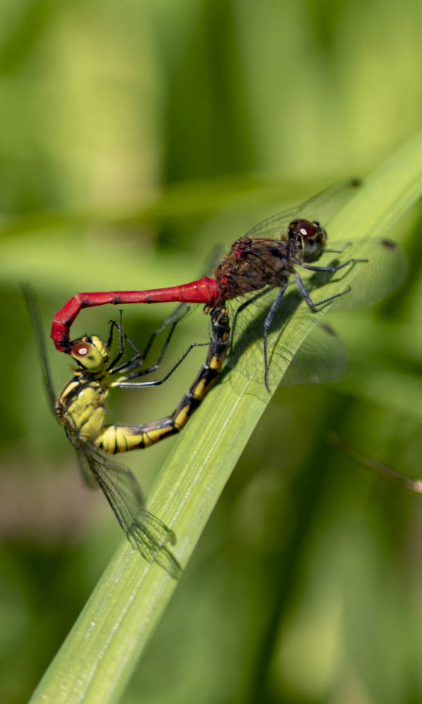 盘点动物界的奇葩恋爱,动物界的奇葩配偶方式