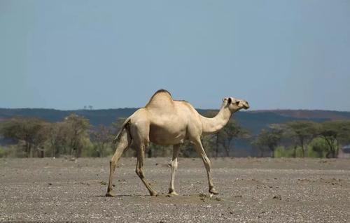 伊朗的深度解析,关于伊朗的趣闻