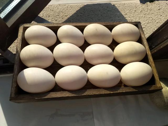 现在腌咸鸭蛋最合适，3步搞定，半个月就能吃，个个金黄起沙流油