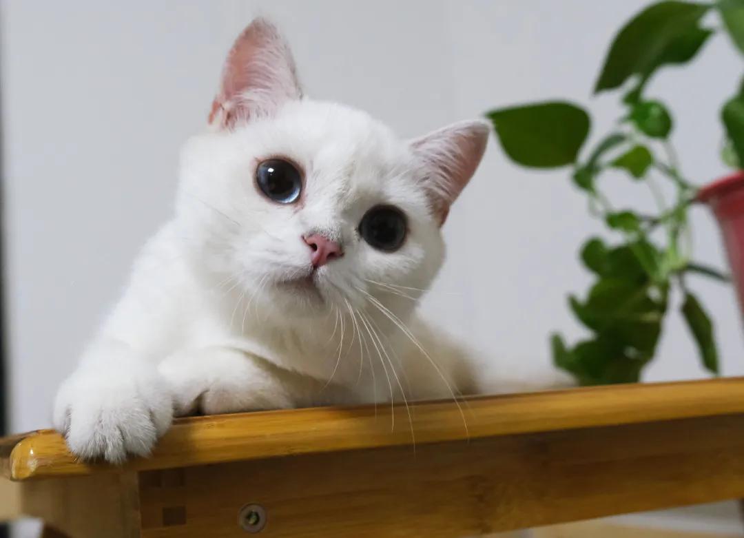 猫耳朵痒怎么办快速解决方法,我家猫脖子特别痒