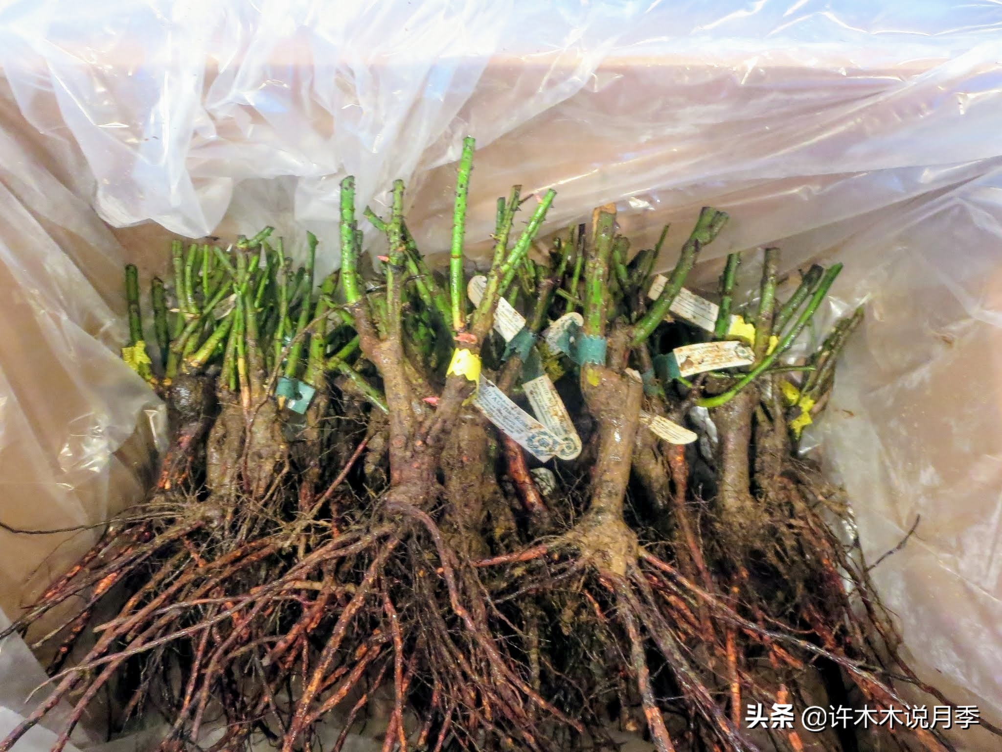 网购月季黄叶嫩芽枯萎怎么处理,网购的月季小苗黄叶了怎么栽种