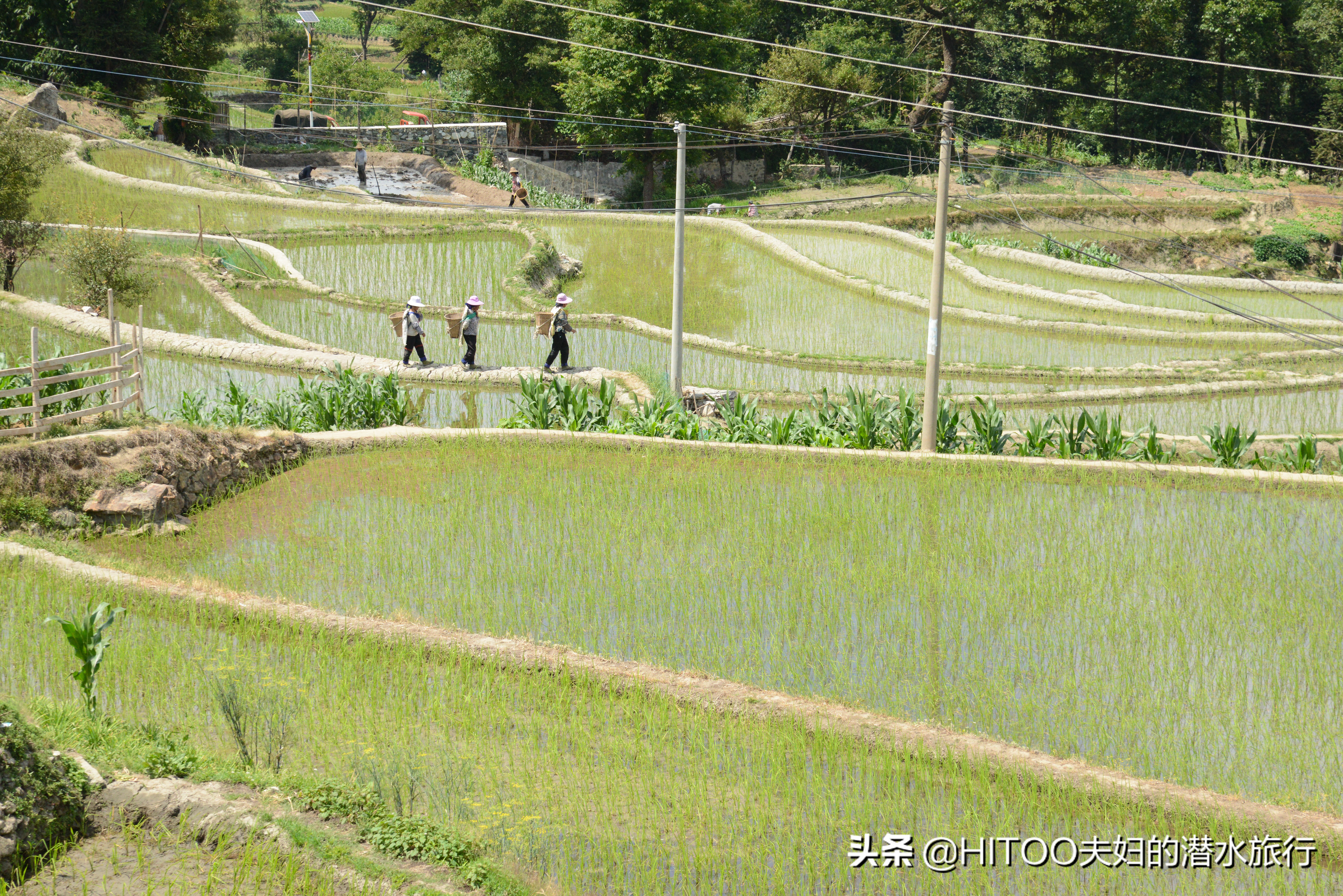 自驾元阳梯田旅游攻略时间,元阳梯田自驾游玩攻略路线