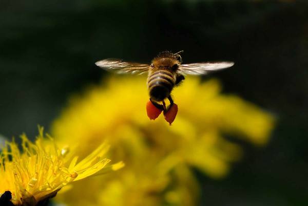 蜜蜂蜇蜜蜂会怎样,蜜蜂会蜇蜜蜂吗