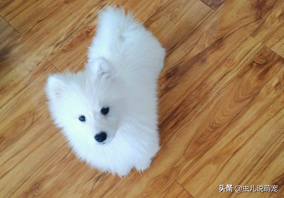 萨摩耶太温顺,萨摩耶很气人