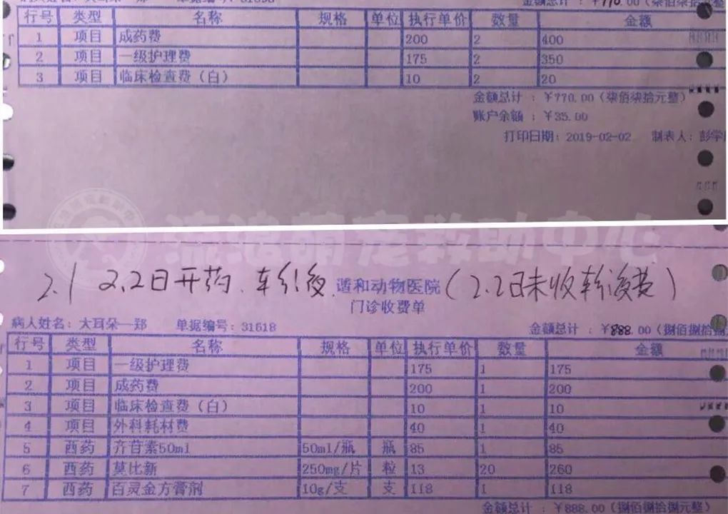 比格犬受害者拆家,比格犬丢失新主人要善待它