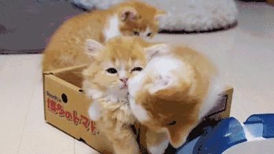 我跟中产的唯一联系,可能是养猫