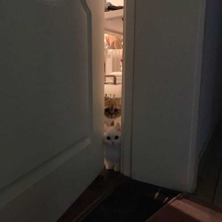 有趣的个性签名表情,个性签名动态表情包图片