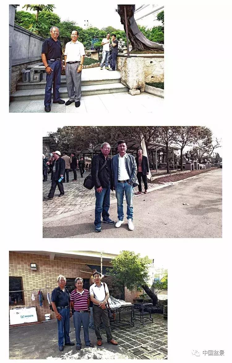 陈文图老师,陈文图盆景欣赏