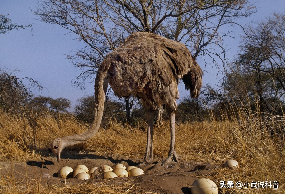 一颗鸵鸟蛋能吃多久,一颗鸵鸟蛋相当于几个鸡蛋