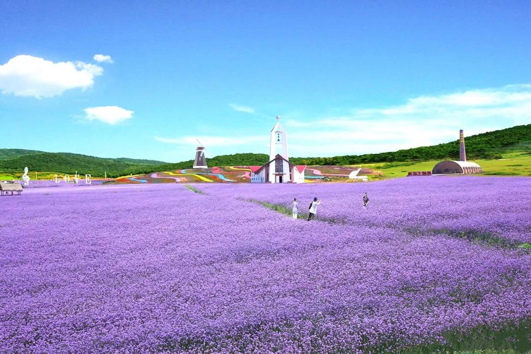 美哭了天津薰衣草花海盛放,美cry