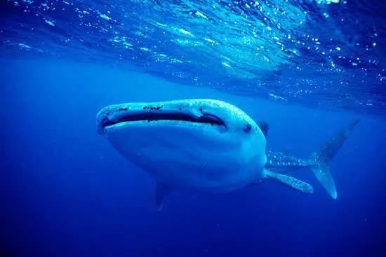 澳洲大堡礁旅游视频,澳洲大堡礁潜水攻略