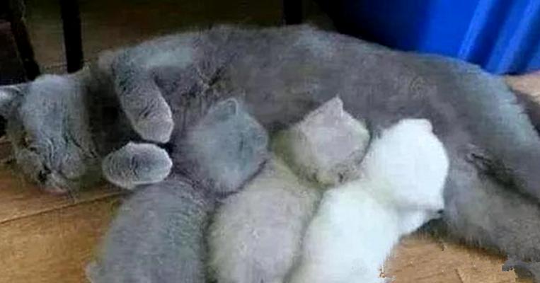 蓝猫怀孕3个月还不生,蓝猫怀孕会有什么迹象