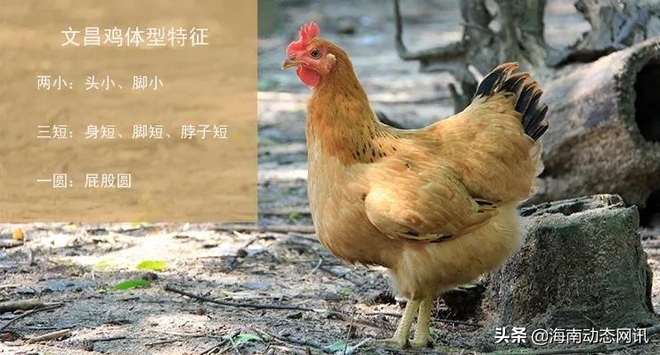 海南文昌春节风俗文化介绍,海南文昌农村大年三十习俗