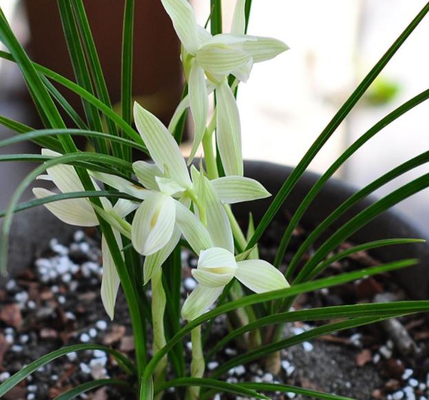 兰花换盆如何修剪根系,兰花换盆根系修剪