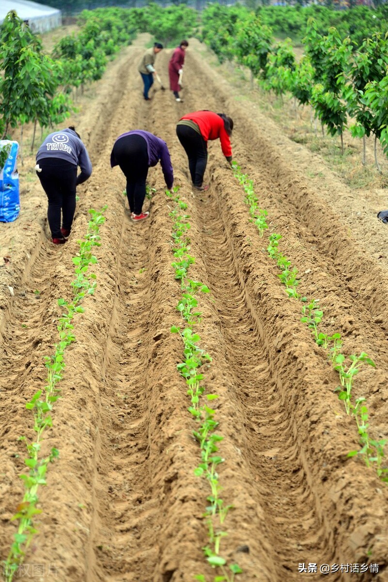 红薯控旺摘心怎么栽,老爸摘红薯苗
